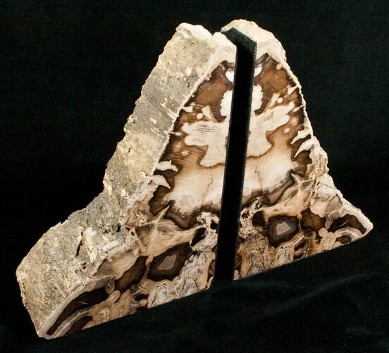 Oregon Petrified Wood Bookends - Ash #5051